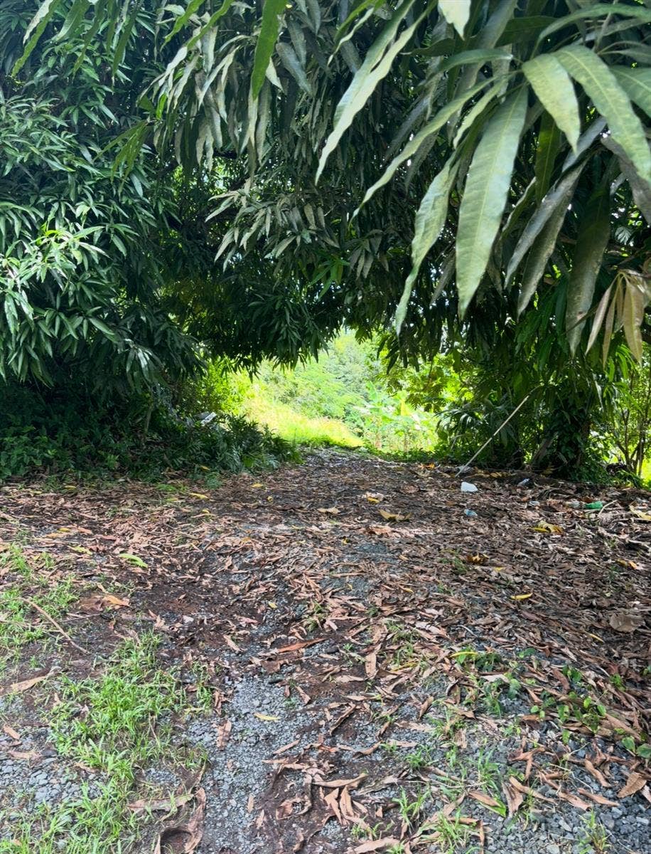844 CARR 844 KM 3.5, San Juan, PR 00929 Shaded path under mature mango trees