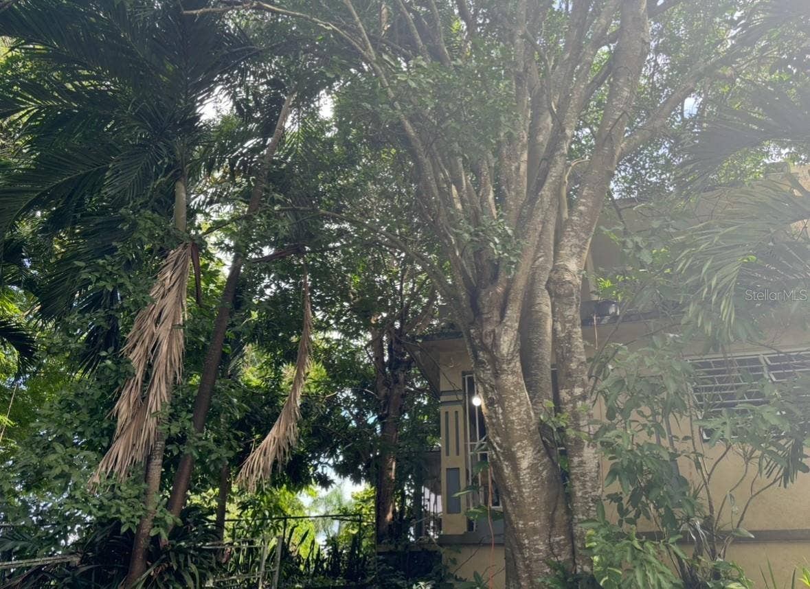 844 CARR 844 KM 3.5, San Juan, PR 00929 Mature tree canopy and green space