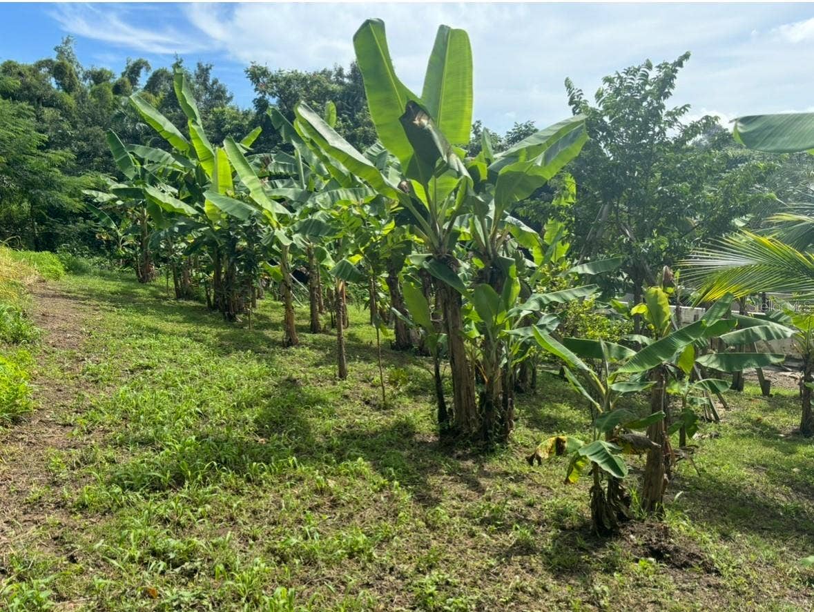 844 CARR 844 KM 3.5, San Juan, PR 00929 Banana and plantain grove on the parcel