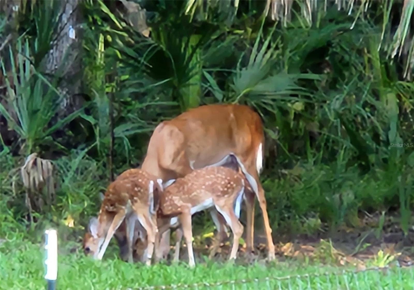462 S DEW PLANT POINT, Crystal River, FL 34429 462 S DEW PLANT POINT, Crystal River, FL 34429