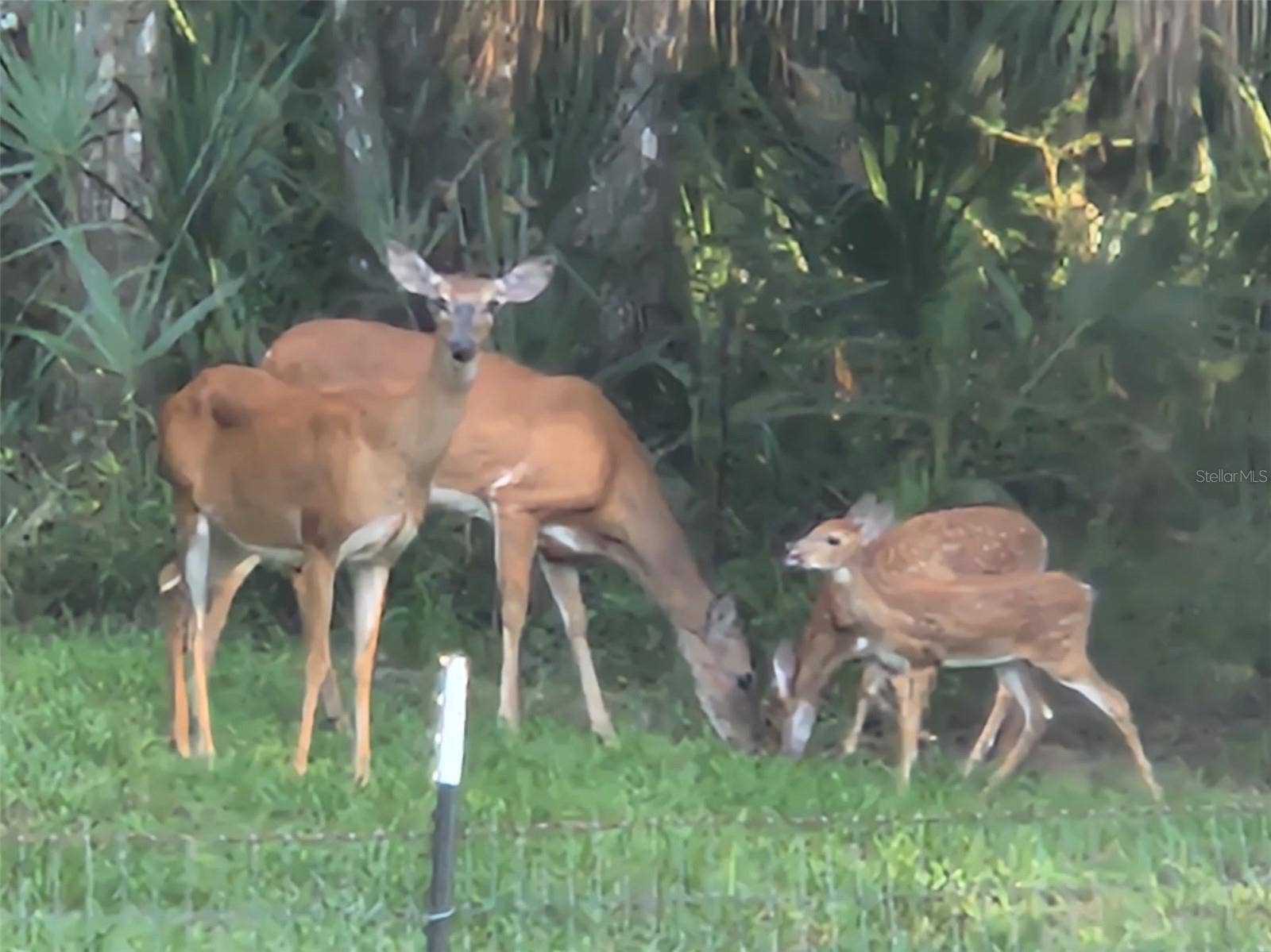 462 S DEW PLANT POINT, Crystal River, FL 34429 462 S DEW PLANT POINT, Crystal River, FL 34429