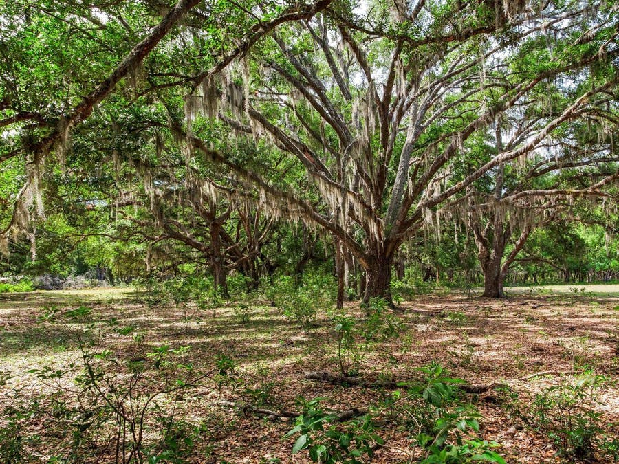 Property photo for Thonotosassa, FL
