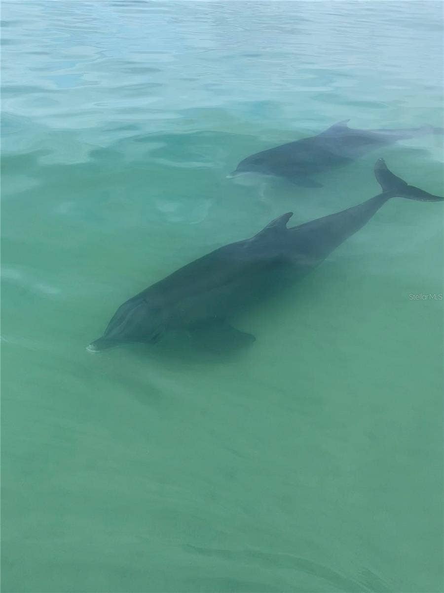 3820 GULF BOULEVARD, #608, St Pete Beach, FL 33706 Dolphins in front of Sanseair