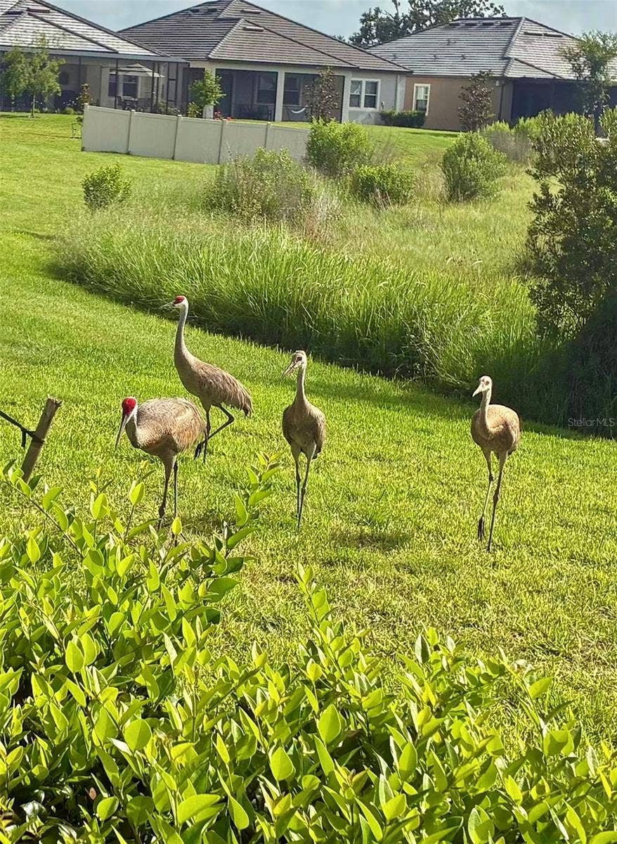 10442 ECHO DOCK LOOP, San Antonio, FL 33576 Backyard Wildlife