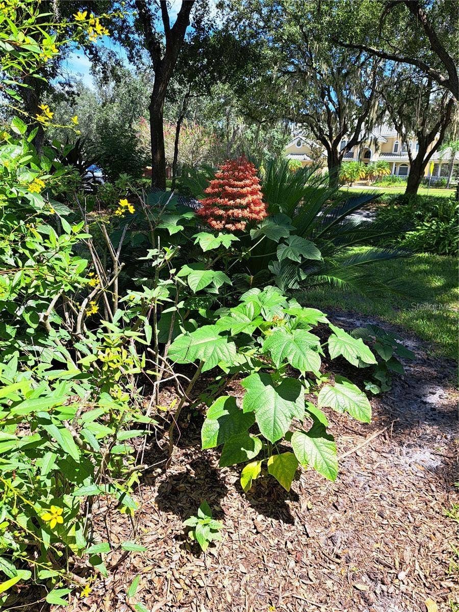 5316 LOCHMEAD TERRACE, Zephyrhills, FL 33541 Back porch garden