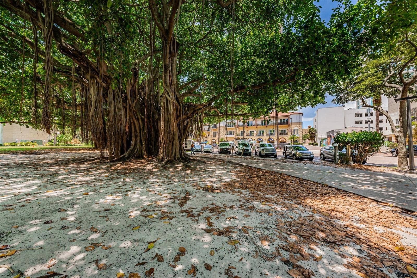 700 BEACH DRIVE NE, #308, St Petersburg, FL 33701 The beloved Banyan Trees in Downtown St. Pete (Straub Park)