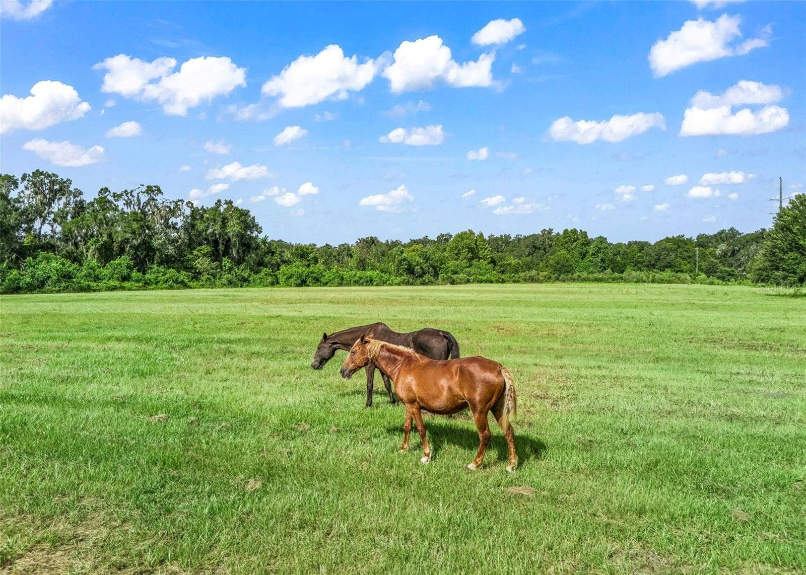 2239 SE 112TH AVENUE, Webster, FL 33597