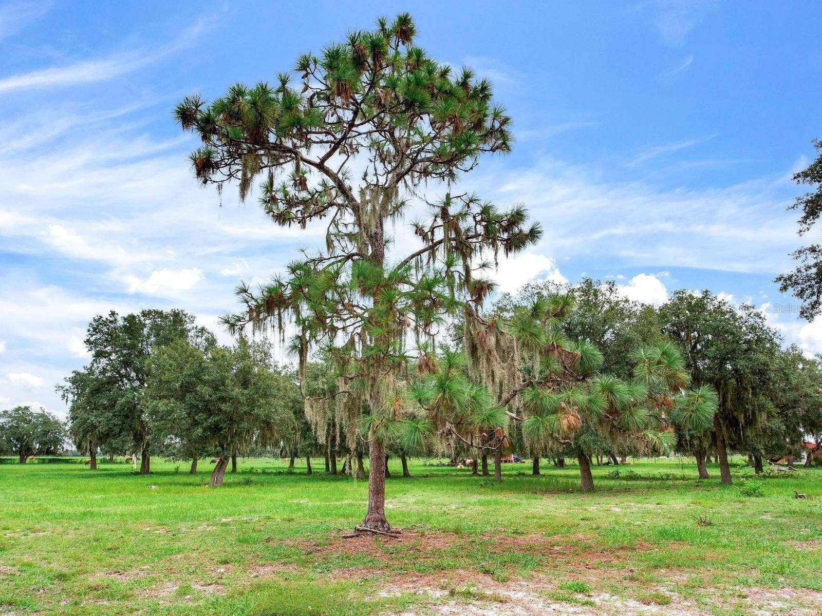 LAKE BUFFUM ROAD N, Fort Meade, FL 33841 LAKE BUFFUM ROAD N, Fort Meade, FL 33841