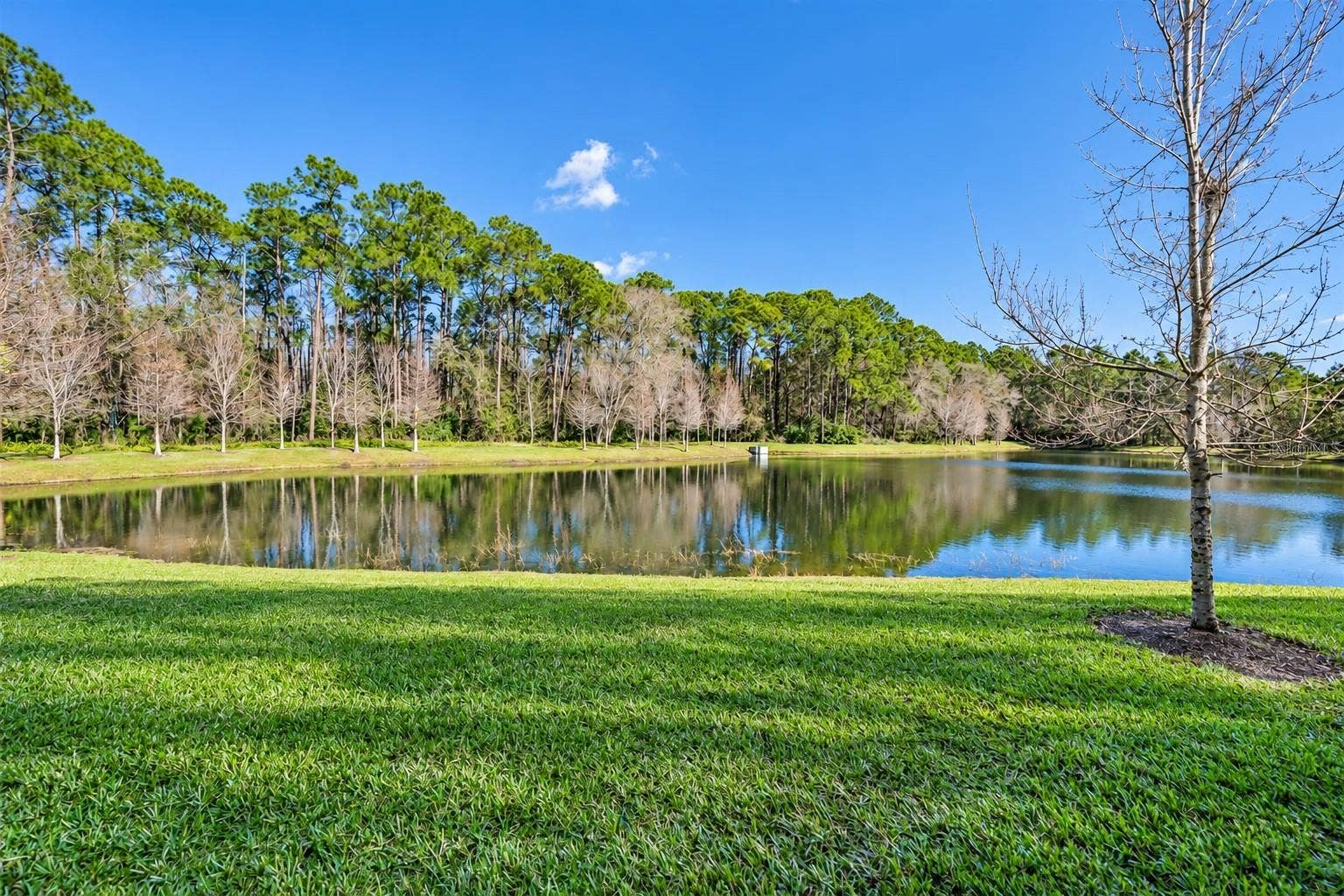 5527 CUMBERLAND STAR COURT, Lutz, FL 33558 Back yard waterviews and conservation