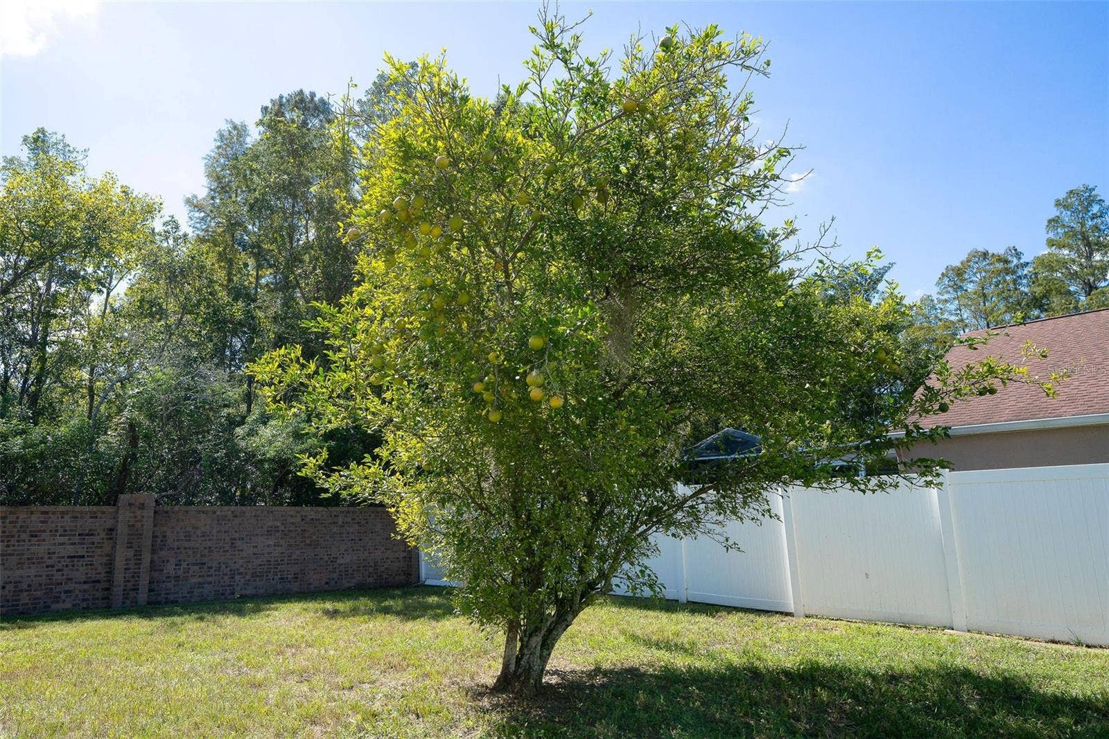 29002 OLD MARSH, Wesley Chapel, FL 33543 LEMON TREE