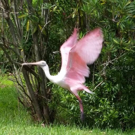 1806 MARINER DRIVE, #318, Tarpon Springs, FL 34689 and some extrodinary activity from the Nature Preserve.