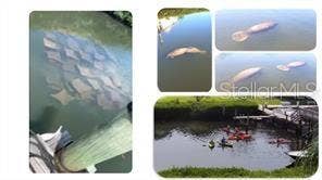 1806 MARINER DRIVE, #318, Tarpon Springs, FL 34689 a very popular spot for wildlife and humans.