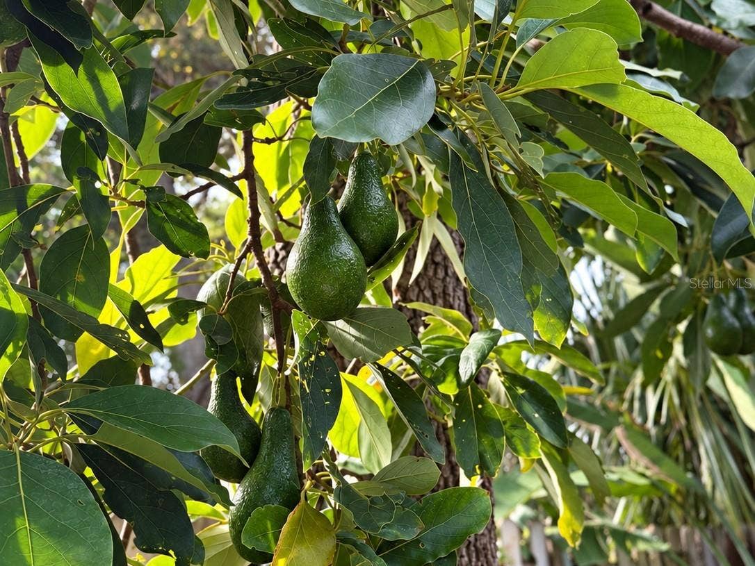 5701 6TH WAY S, St Petersburg, FL 33705 Enjoy homegrown avocados from your own backyard!