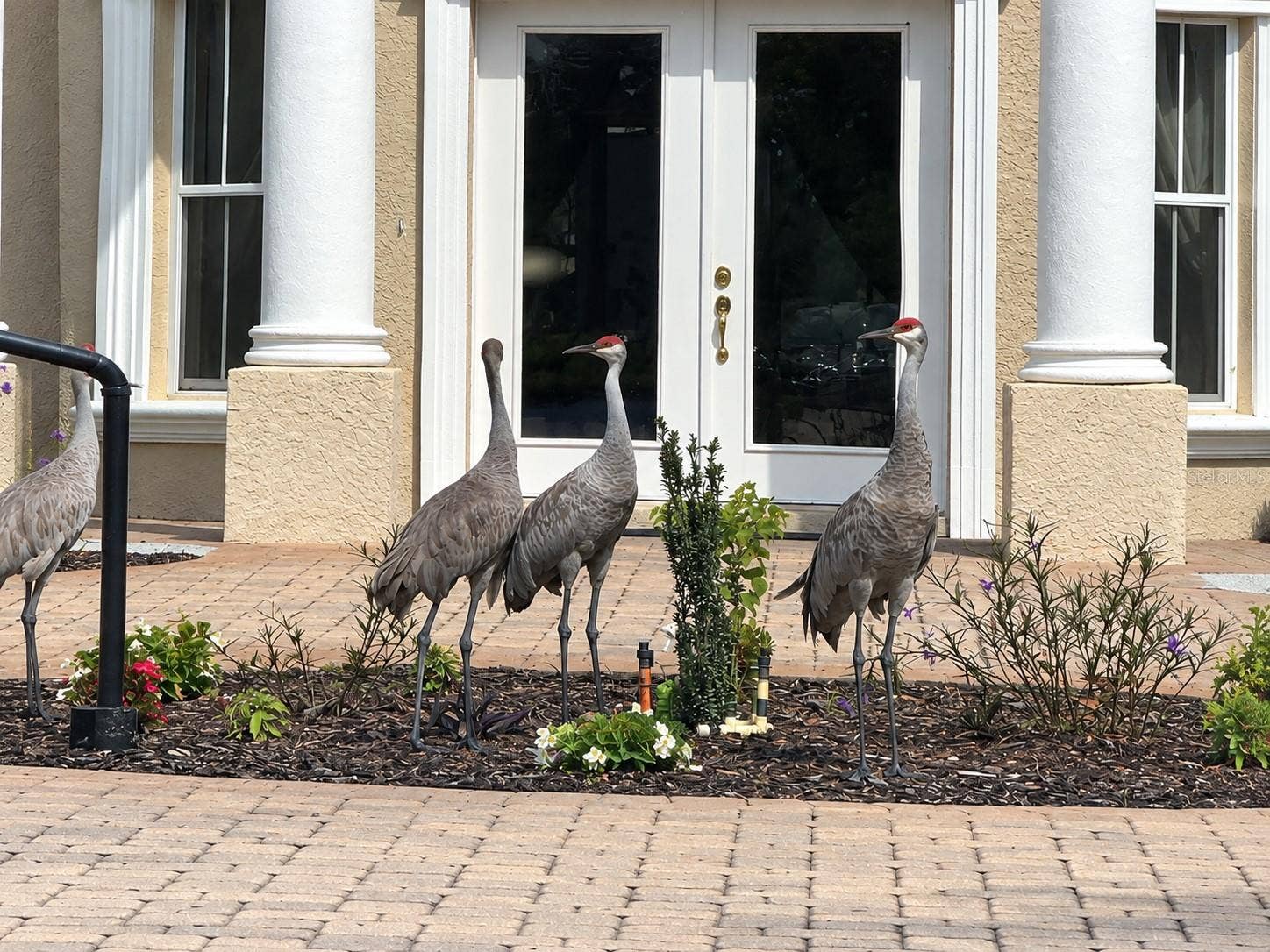 19153 GERACI ROAD, Lutz, FL 33558 19153 GERACI ROAD, Lutz, FL 33558