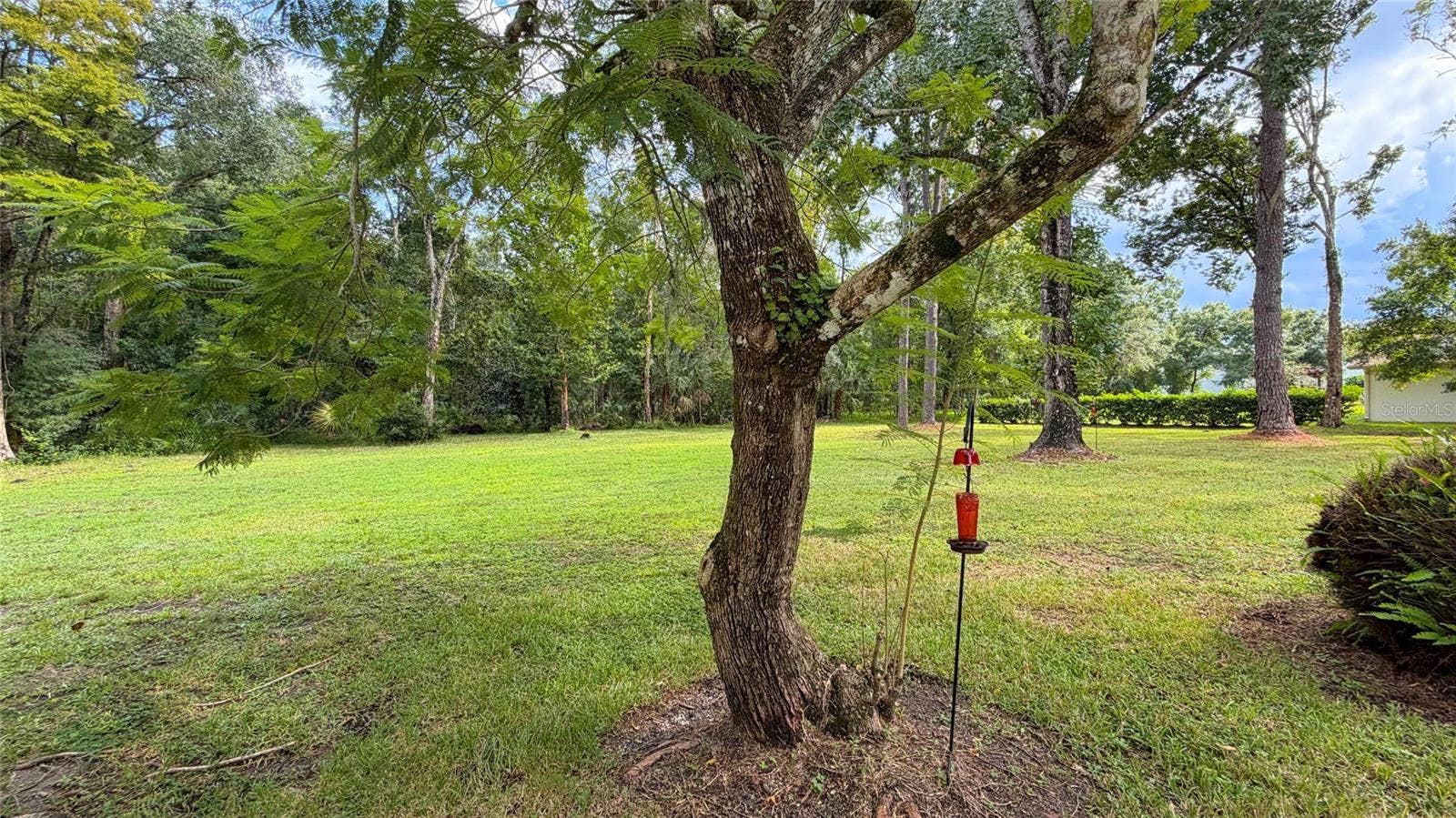 back yard