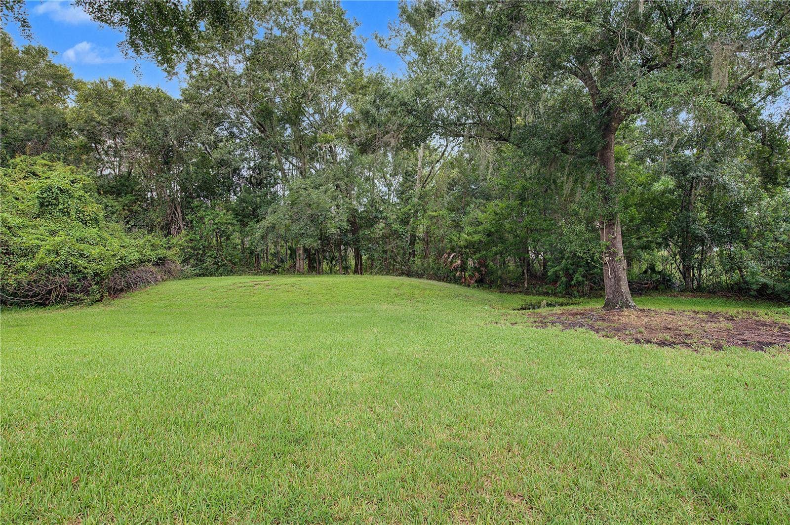 Back yard