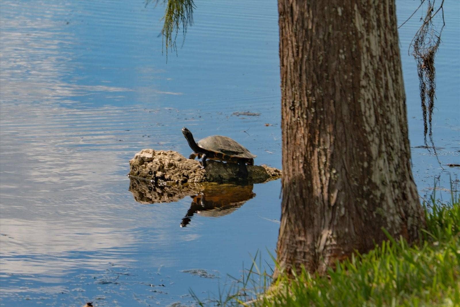 2056 COVE TRACE, Palm Harbor, FL 34685 Nature at Your Doorstep!