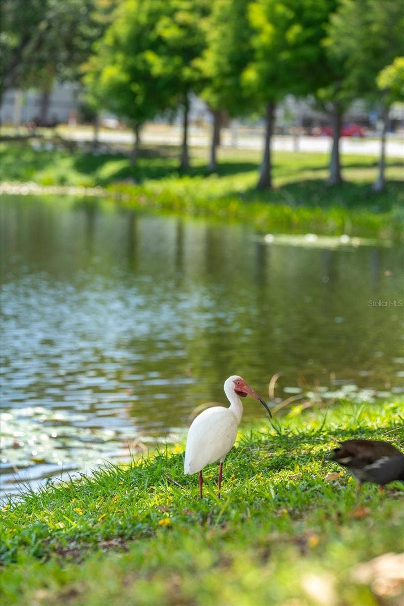 132 MIRROR LAKE, #403, St Petersburg, FL 33701 132 MIRROR LAKE, #403, St Petersburg, FL 33701