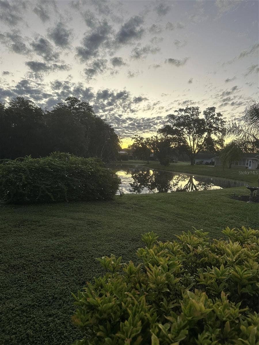 Morning view of backyard