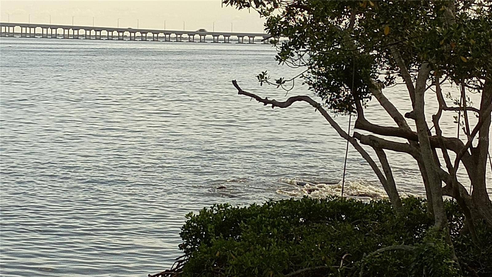2980 HAINES BAYSHORE ROAD, #105, Clearwater, FL 33760 Manatees playing