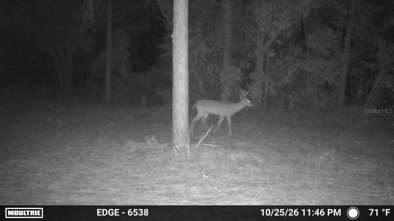 7416 N NATHAN POINT, Crystal River, FL 34428 7416 N NATHAN POINT, Crystal River, FL 34428
