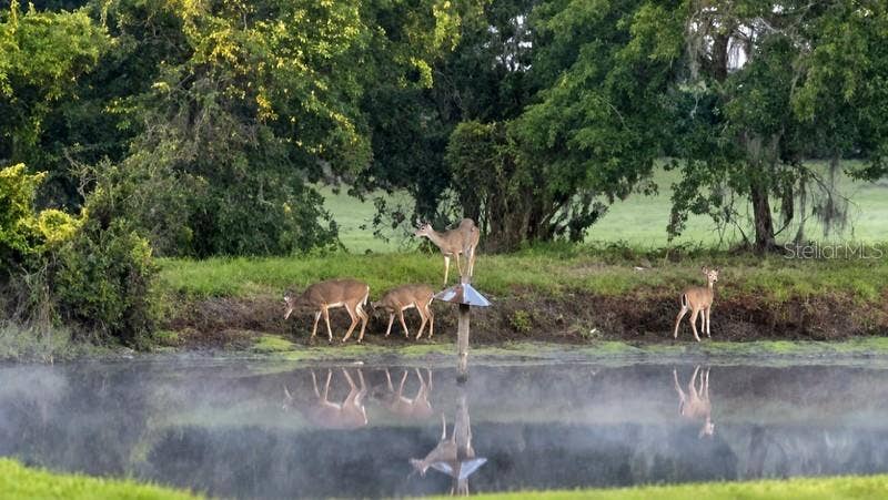 5907 CHERRY OAK DRIVE, Valrico, FL 33596 Views From Your Backyard