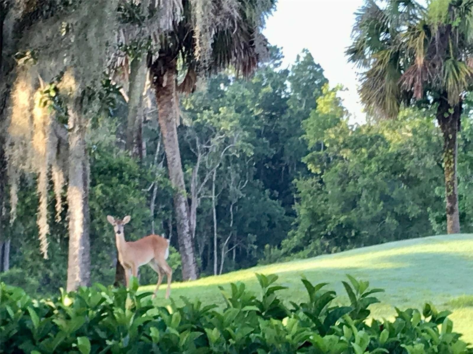 5907 CHERRY OAK DRIVE, Valrico, FL 33596 Views From Your Backyard