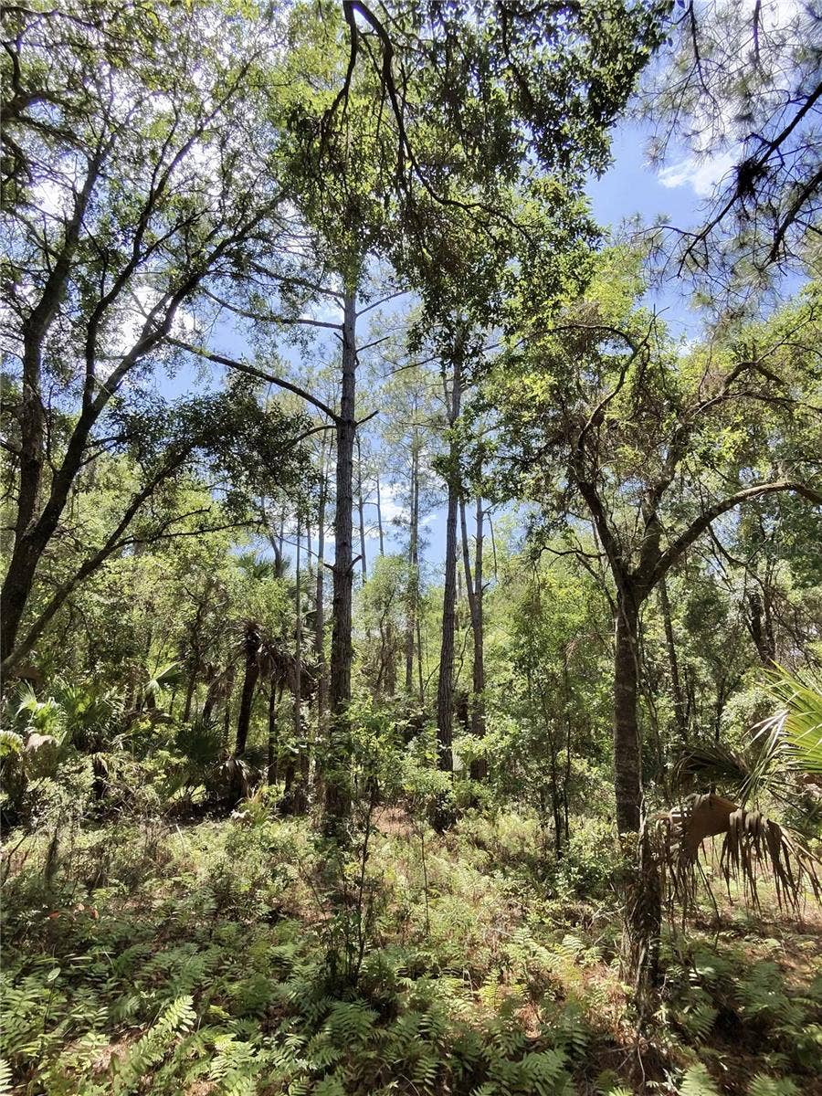 112 CHIPOLA DRIVE, Georgetown, FL 32139 112 CHIPOLA DRIVE, Georgetown, FL 32139