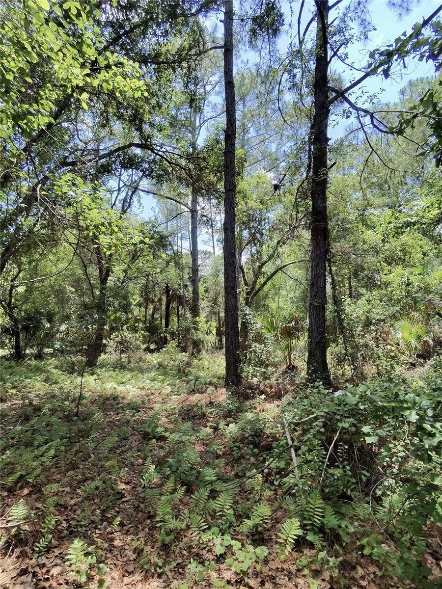 112 CHIPOLA DRIVE, Georgetown, FL 32139 112 CHIPOLA DRIVE, Georgetown, FL 32139