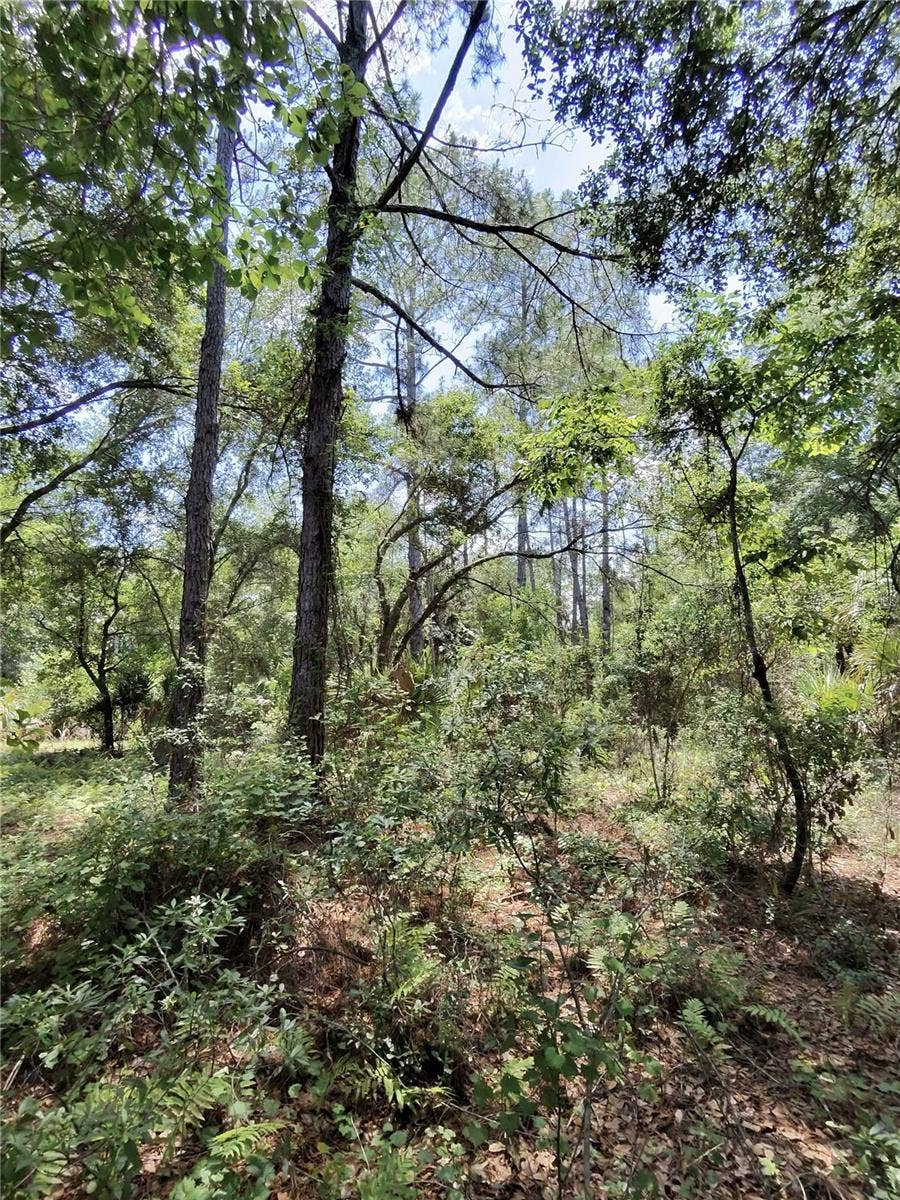 112 CHIPOLA DRIVE, Georgetown, FL 32139 112 CHIPOLA DRIVE, Georgetown, FL 32139