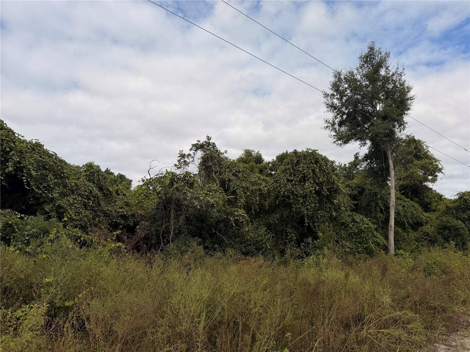 Lot 55 PALMETTO CIRCLE, Paisley, FL 32767