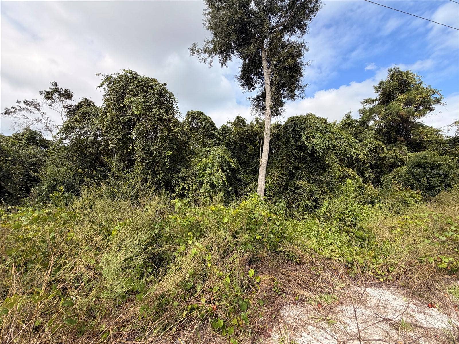 Lot 55 PALMETTO CIRCLE, Paisley, FL 32767