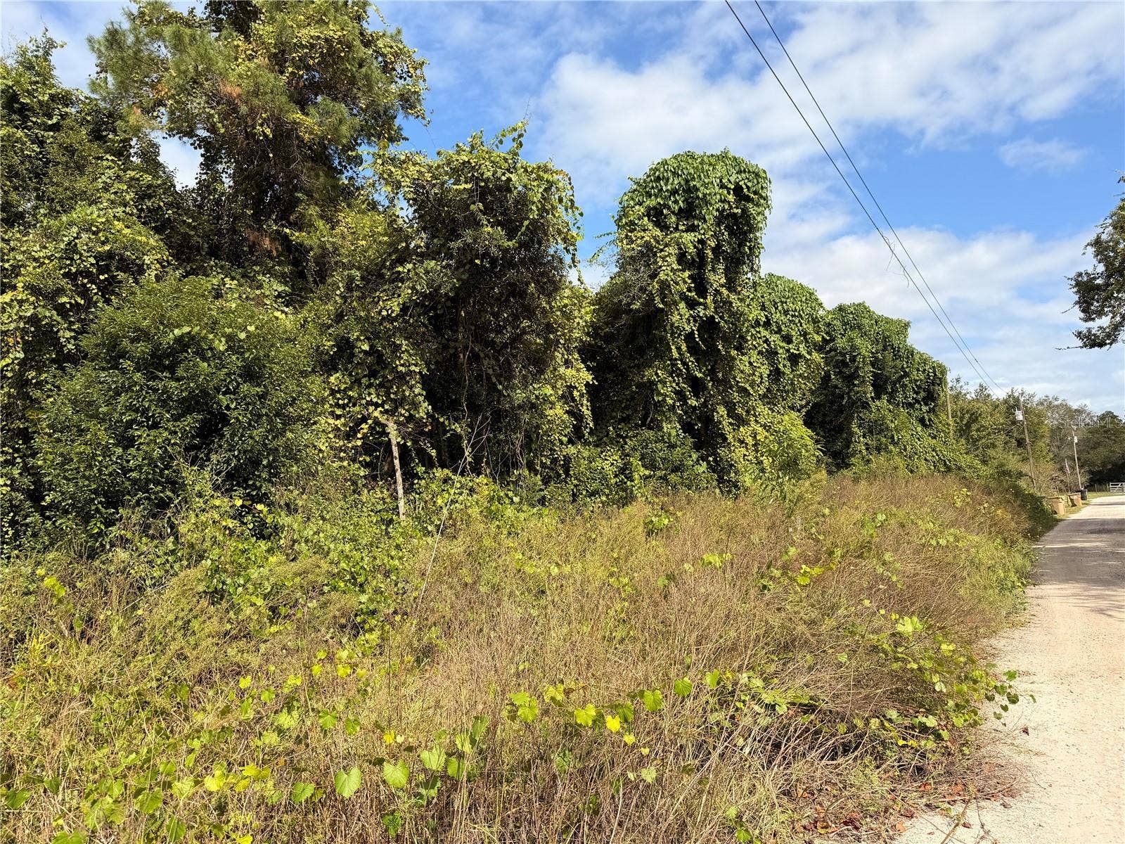 Lot 55 PALMETTO CIRCLE, Paisley, FL 32767