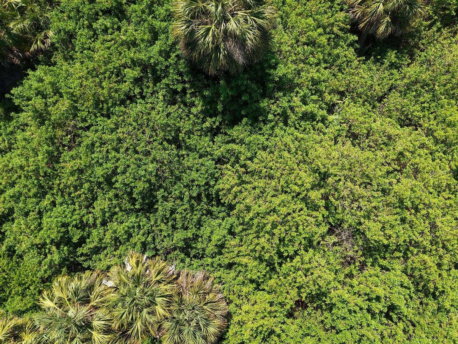 60 DENVER DRIVE, Port Charlotte, FL 33954 Overhead view of the lot vegetation.