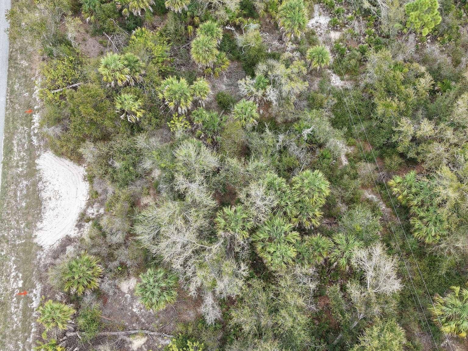 14315 WHITESIDES AVENUE, Port Charlotte, FL 33953 Overhead view of the lot vegetation.