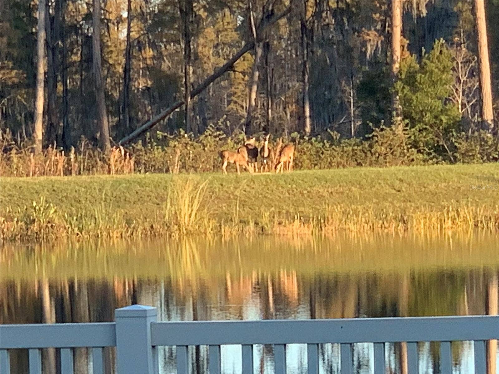 19472 LONG LAKE RANCH BOULEVARD, Lutz, FL 33558 19472 LONG LAKE RANCH BOULEVARD, Lutz, FL 33558