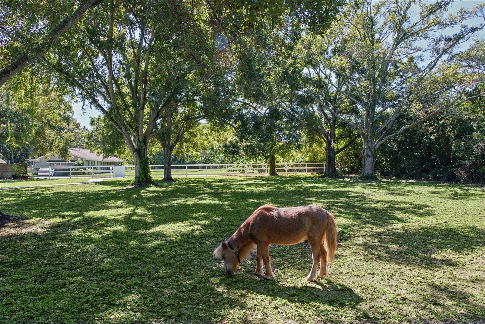 1817 N KEENE ROAD, Clearwater, FL 33755 Front yard (3)