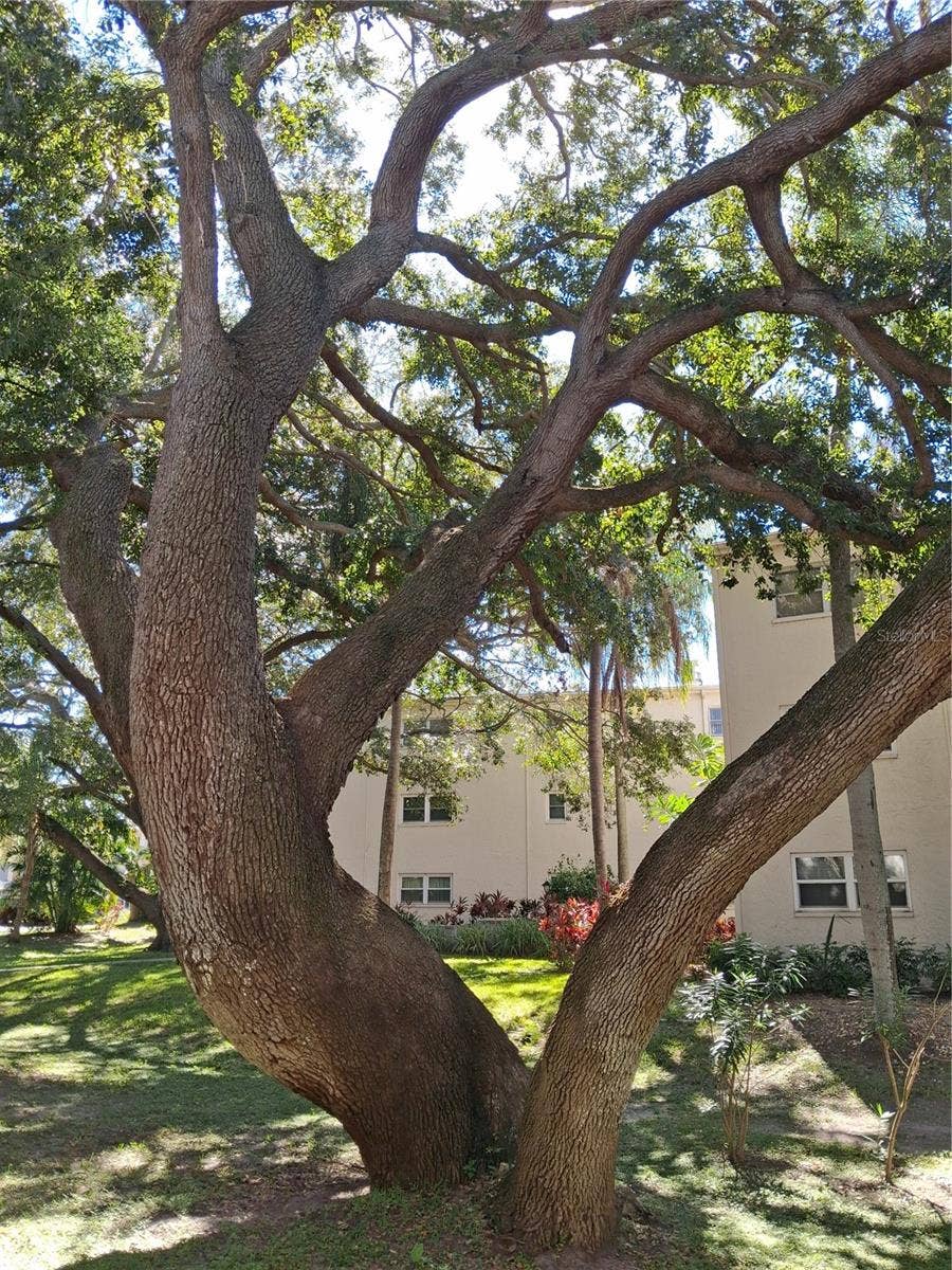831 MAPLE COURT, #103, Dunedin, FL 34698 831 MAPLE COURT, #103, Dunedin, FL 34698