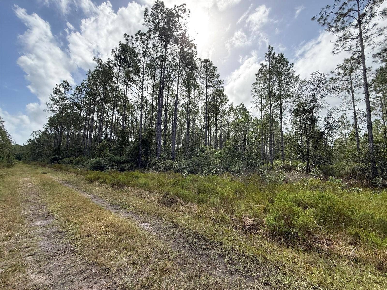 WILD CUR ROAD, Pierson, FL 32180