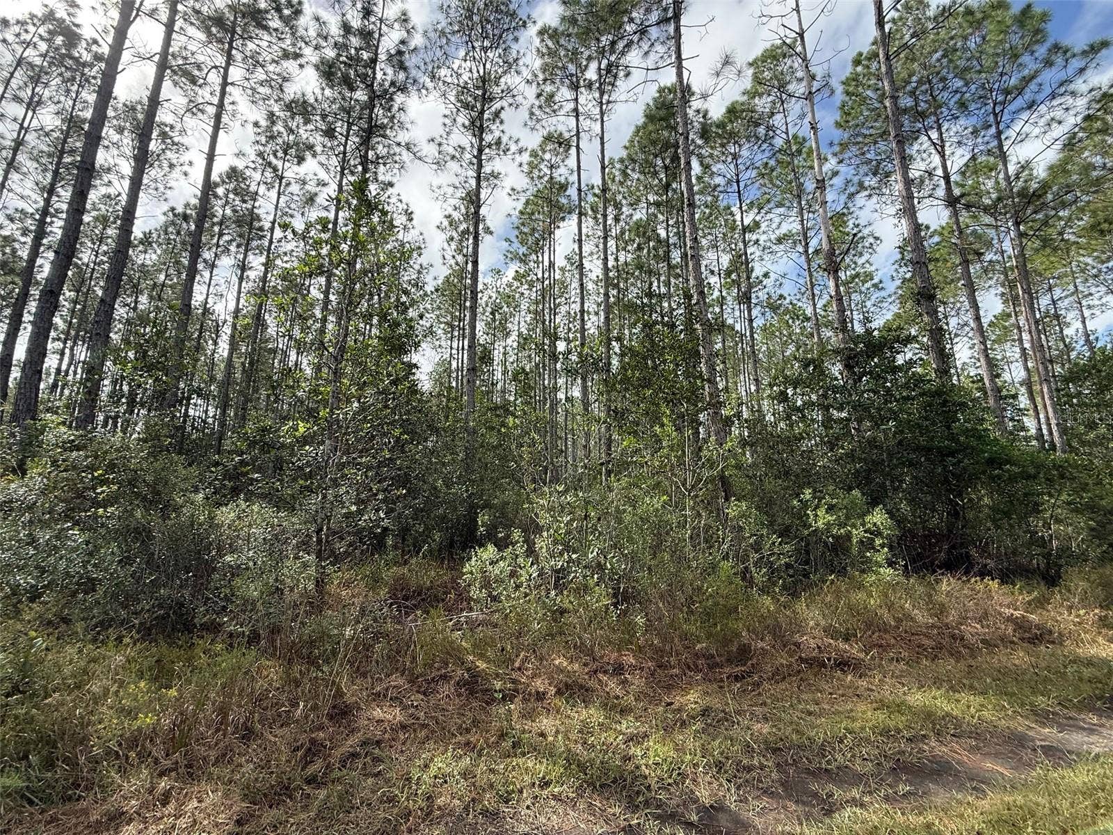 WILD CUR ROAD, Pierson, FL 32180
