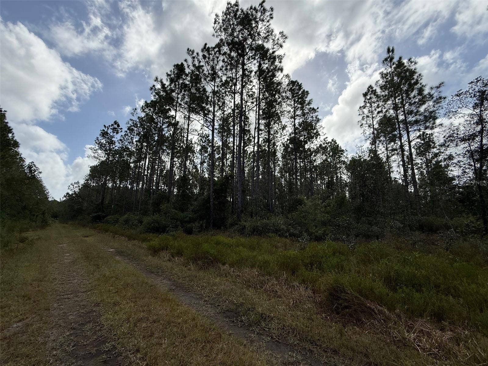 WILD CUR ROAD, Pierson, FL 32180