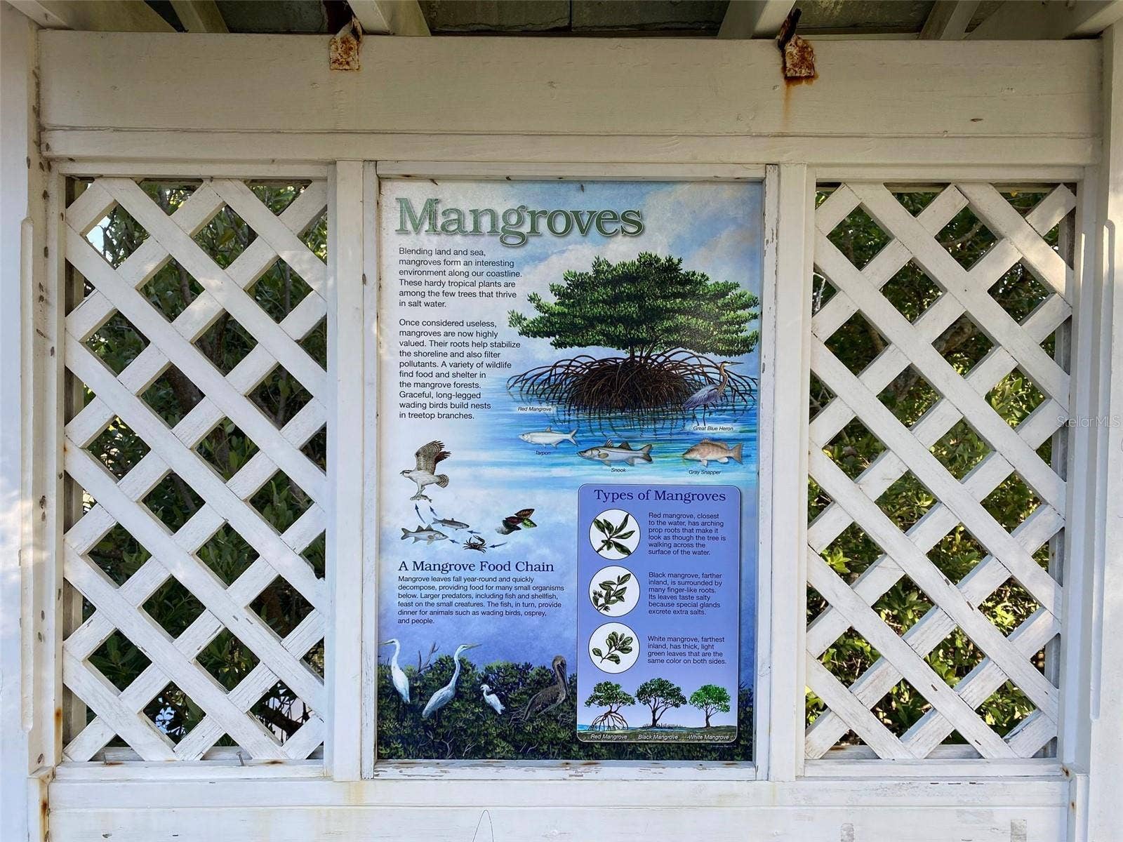WHISPERING PINES DRIVE, Indian Shores, FL 33785 Educational Info Regarding Florida Flora and Fauna