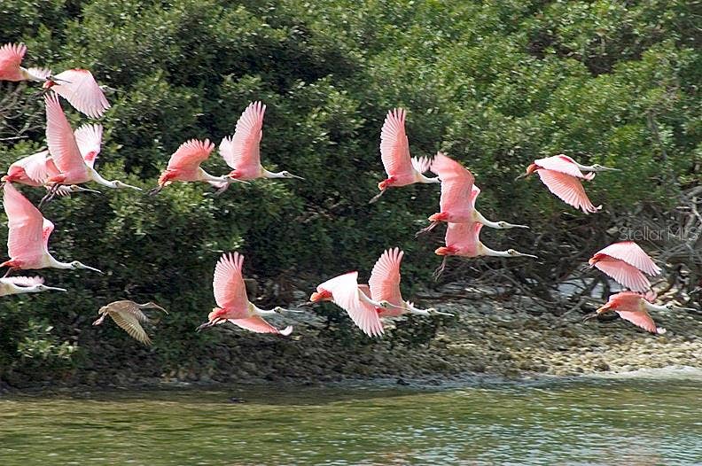 47A BAYVIEW COURT S, St Petersburg, FL 33711 Flock of Roseatte Spoonbills.