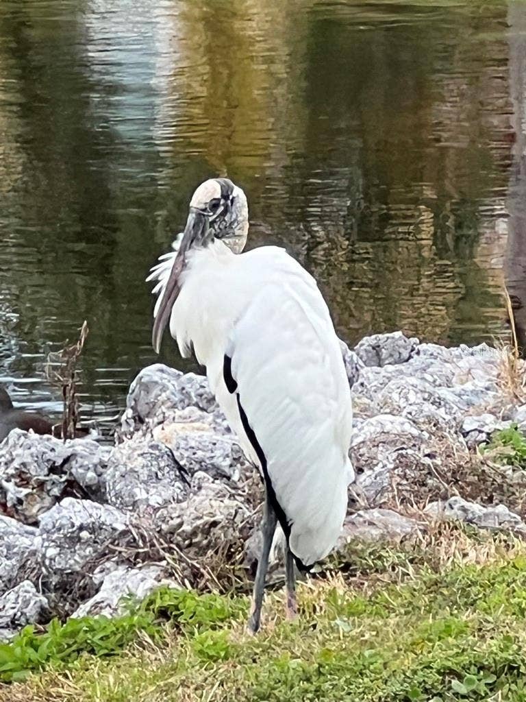 47A BAYVIEW COURT S, St Petersburg, FL 33711 A migrating wood stork enjoying the shores of Marina Bay's lagoons.