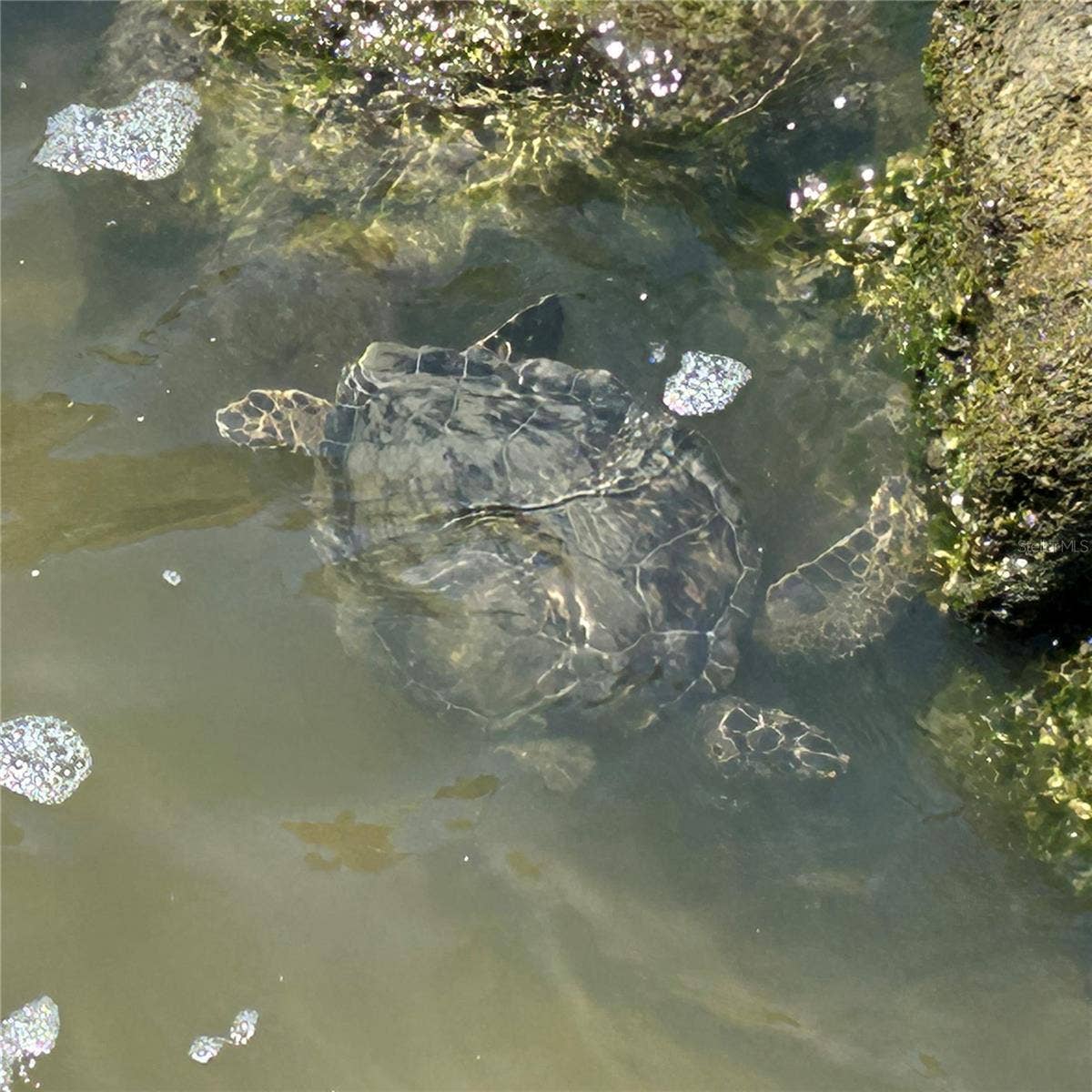 130 REEF ROAD, South Daytona, FL 32119 Sea Turtles right in your back yard!