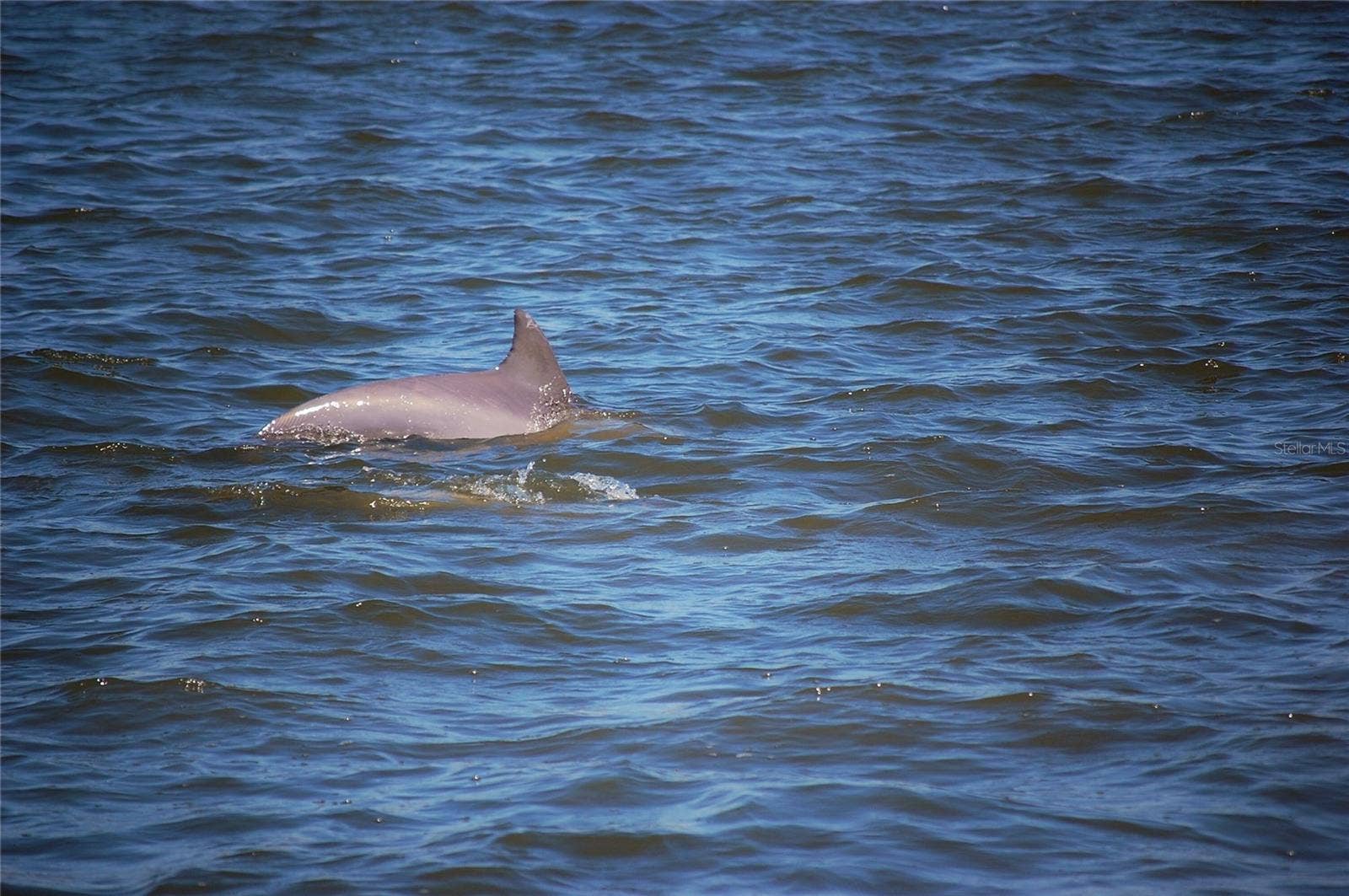130 REEF ROAD, South Daytona, FL 32119 Dolphins