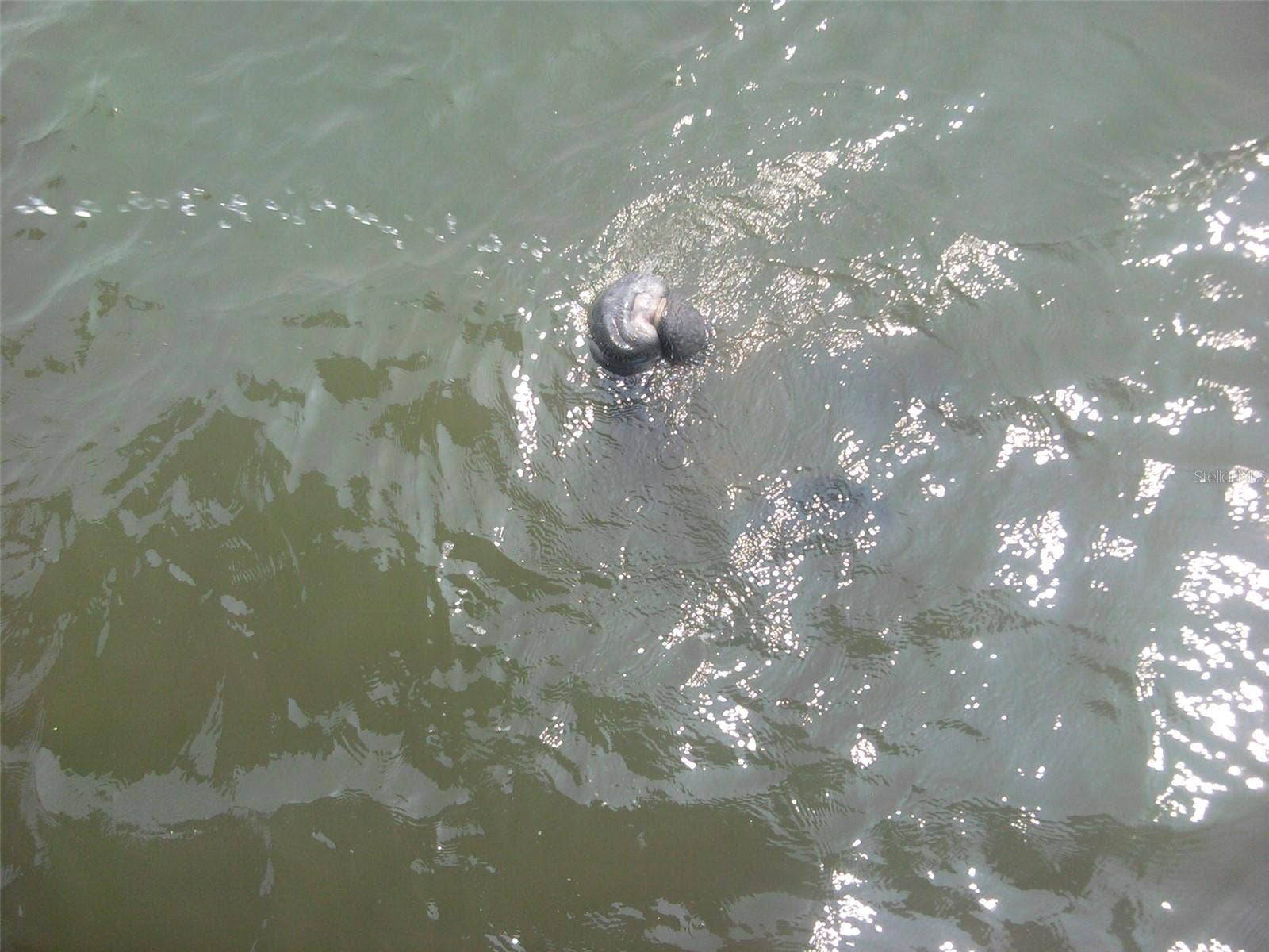 130 REEF ROAD, South Daytona, FL 32119 Manatees