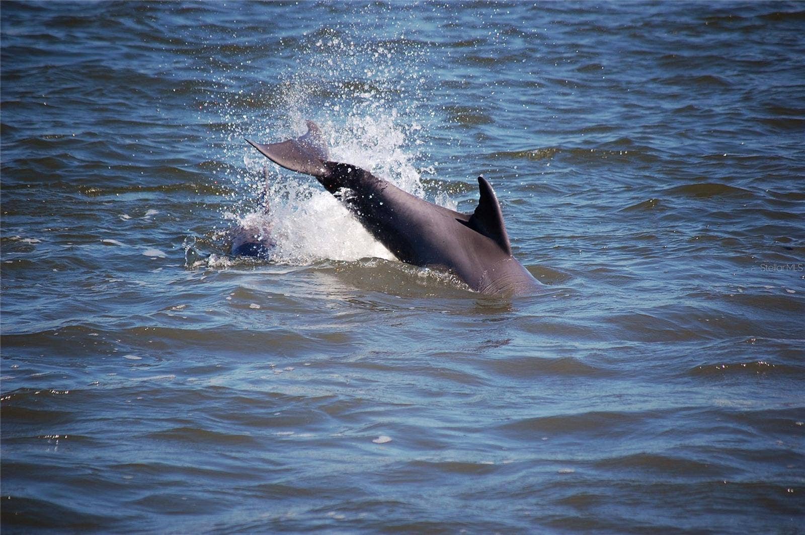 130 REEF ROAD, South Daytona, FL 32119 View Dolphins from almost every room.