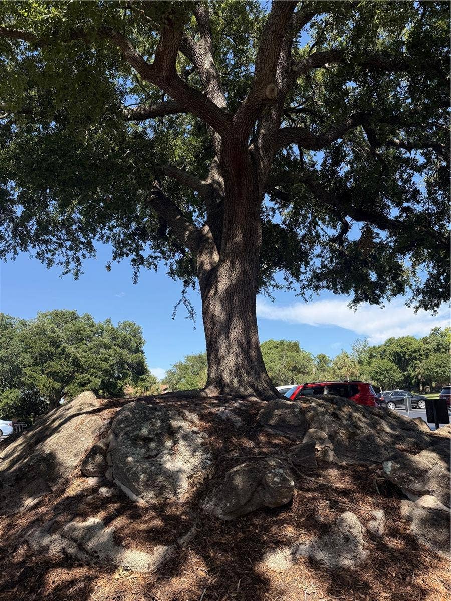 8 MIMOSA TRAIL, Ormond Beach, FL 32174 Beautiful Oak Trees