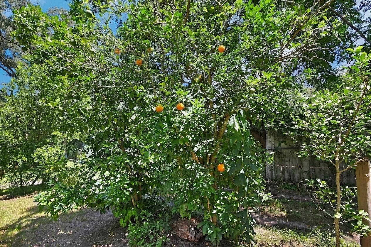 18931 E ALTOONA ROAD, Altoona, FL 32702 Virtually modified orange tree